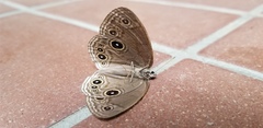 Lethe butleri