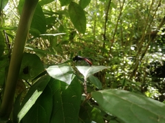 Elaphroptera