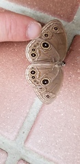 Lethe butleri