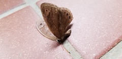 Lethe butleri