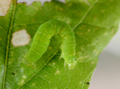Epirrita dilutata