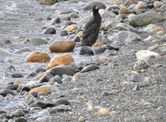 Leucocarbo magellanicus