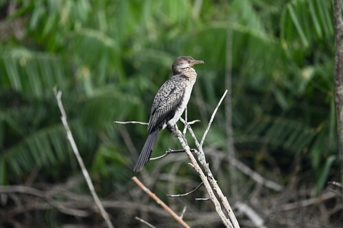 Reed Cormorant