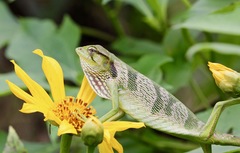 Polychrus gutturosus