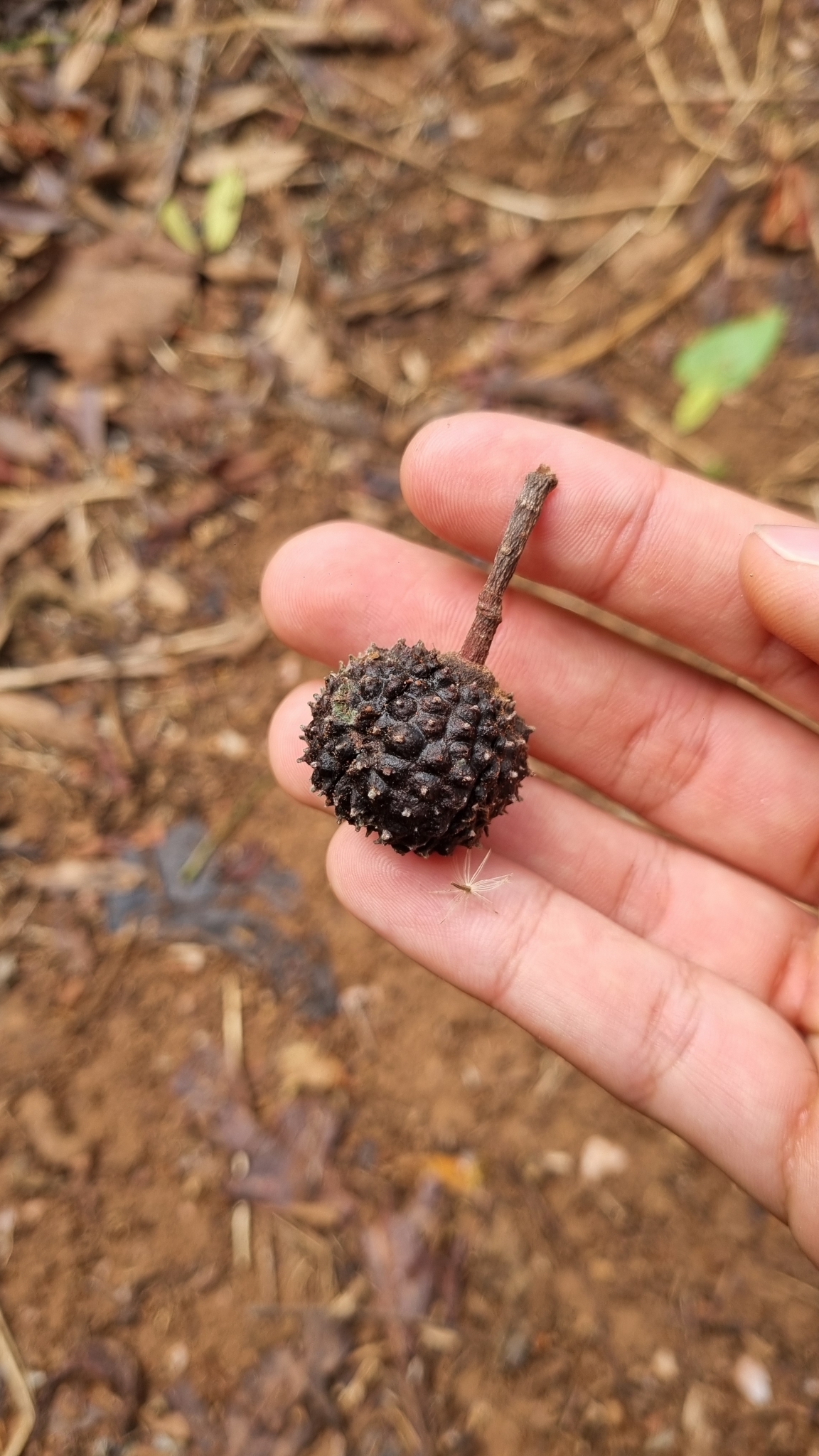 Guazuma ulmifolia