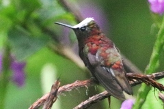 Microchera albocoronata