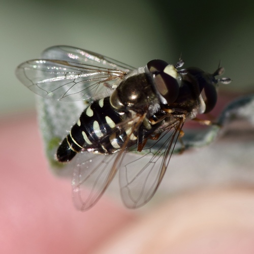 Large-tailed Aphideater