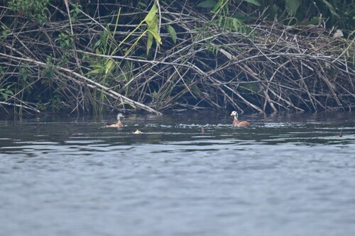 African Pygmy-Goose
