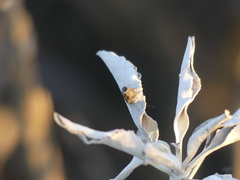 Rhopalomyia audibertiae