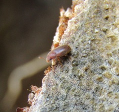 Mycetophagidae
