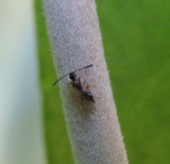 Diapriinae