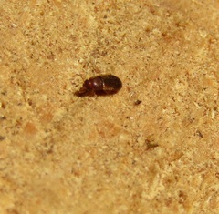 Mycetophagidae