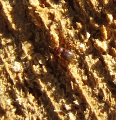 Mycetophagidae