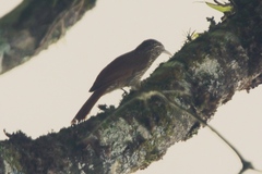 Lepidocolaptes souleyetii