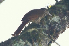 Lepidocolaptes souleyetii