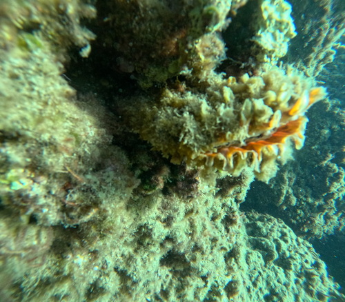 Pinna rudis