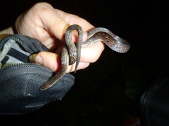Atractus dunni