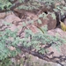 Acacia oerfota