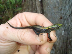 Green-Headed Shade Lizards photo 2