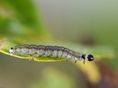 Psoricoptera gibbosella