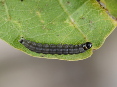 Psoricoptera gibbosella