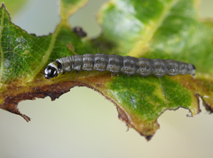Psoricoptera gibbosella