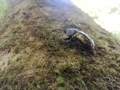 Streptocerus speciosus