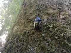 Streptocerus speciosus