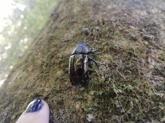 Streptocerus speciosus