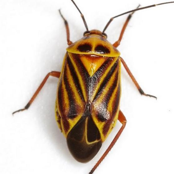 Calocoris barberi