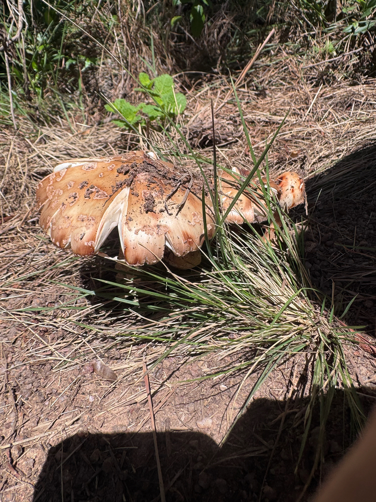 Amanita rubescens · October 2025 · photo: © pampasorro (iNaturalist, cc-by)