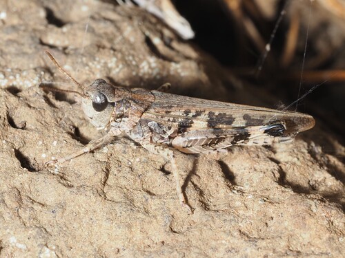 Platypygius platypygius