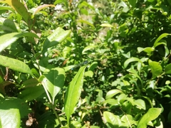 Cyanallagma interruptum