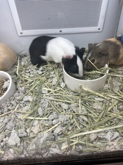 Cavia