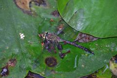 Rhionaeschna jalapensis