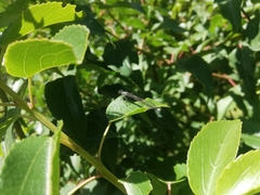 Cyanallagma interruptum