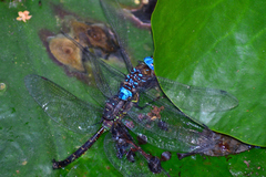 Rhionaeschna jalapensis