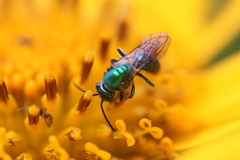 Pseudaugochlora graminea