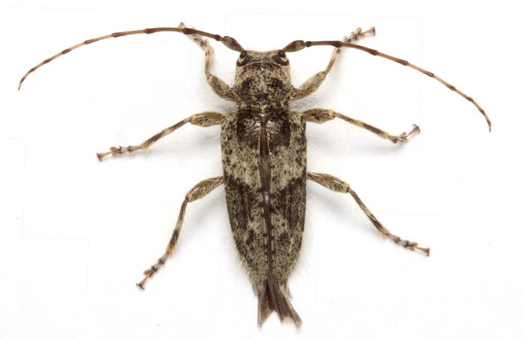 Poliaenus abietis