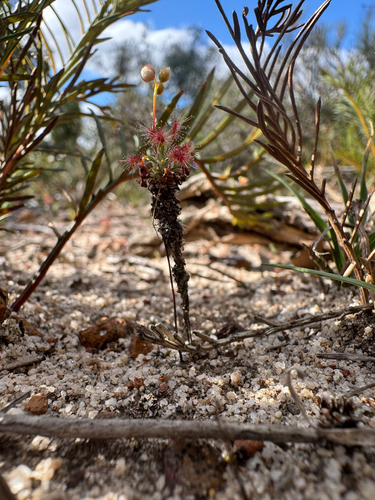 Drosera dichrosepala