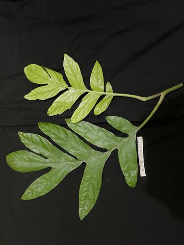 Aralidium pinnatifidum observed 2024-06-20