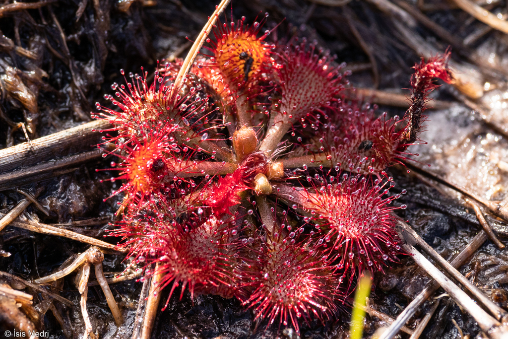 Drosera hirtella A.St.-Hil.
