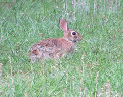 Sylvilagus floridanus