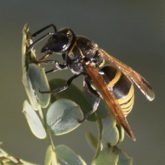Pachodynerus guadulpensis