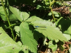 Cyanallagma interruptum