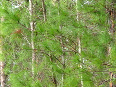 Vireo solitarius