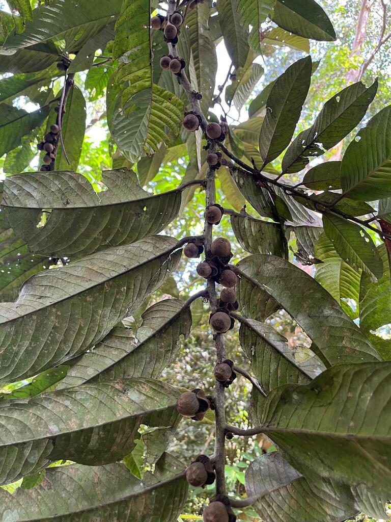 Diospyros wallichii (Diospyros wallichii)