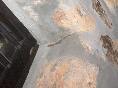 Phyllodactylus nocticolus