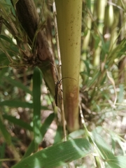 Stenorhopalus virescens