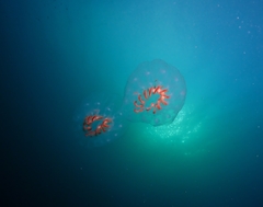 Cyclosalpa affinis